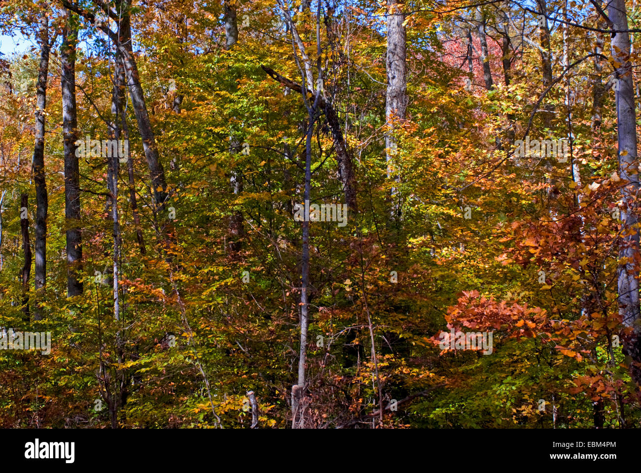 Forest hillside, Brown County, Indiana, with autumn fall foliage Stock