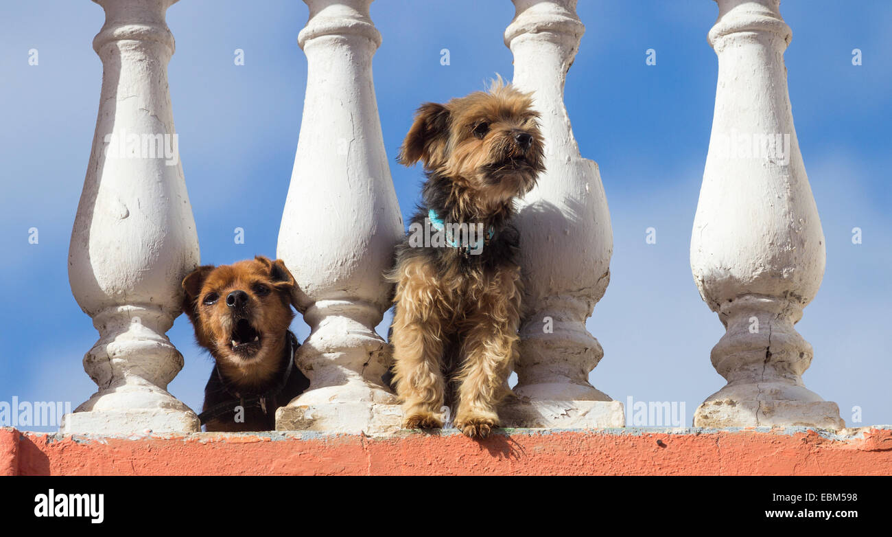 Two dogs on villa roof in Spain Stock Photo