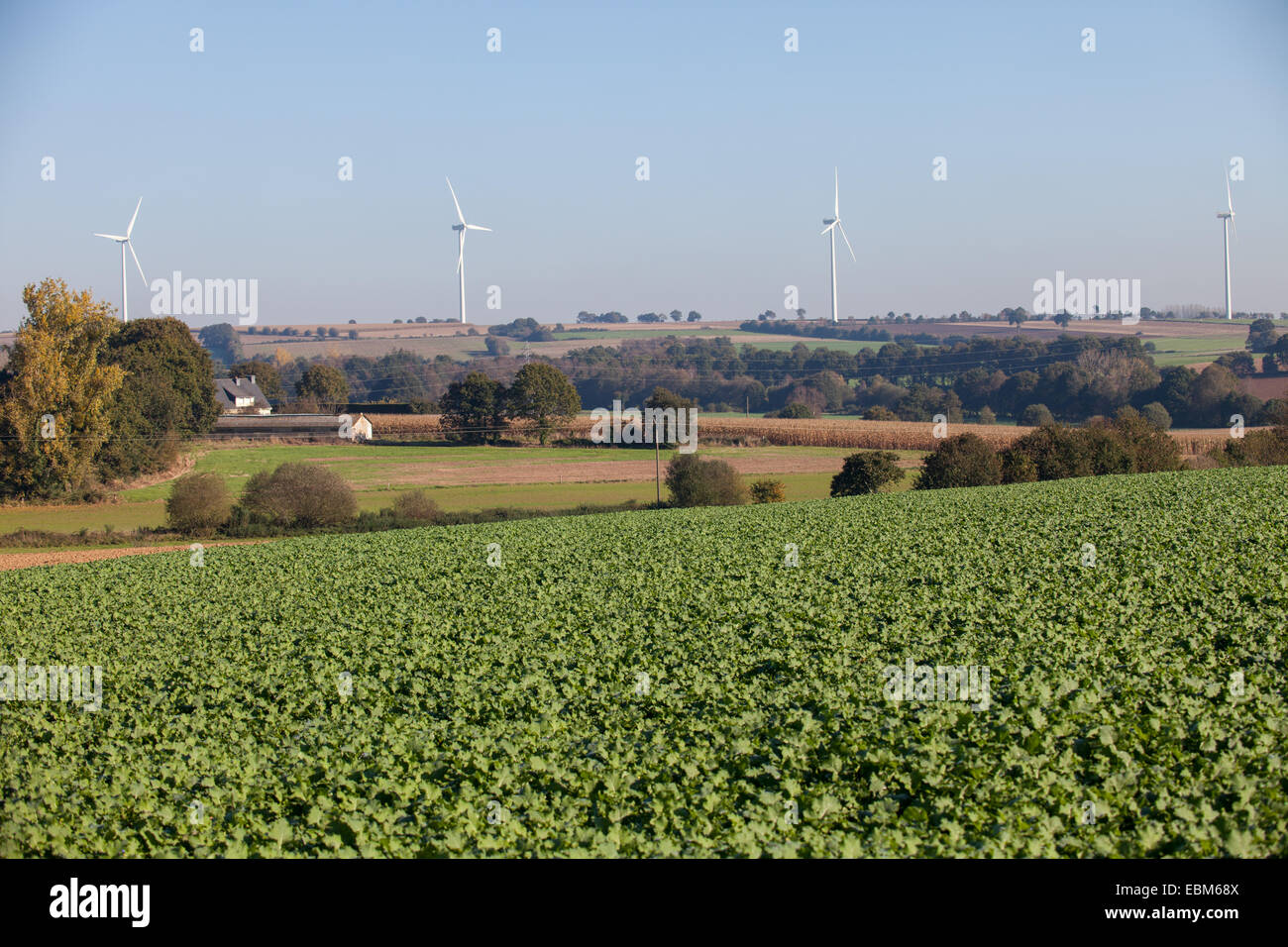 Fertile land producing verdant crops with wind turbines on the horizon Stock Photo