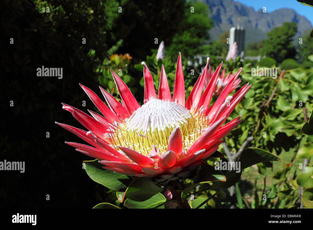 A King Protea flower (Protea cynaroides), Hugenot Monument, Franschhoek, South Africa. Stock Photo