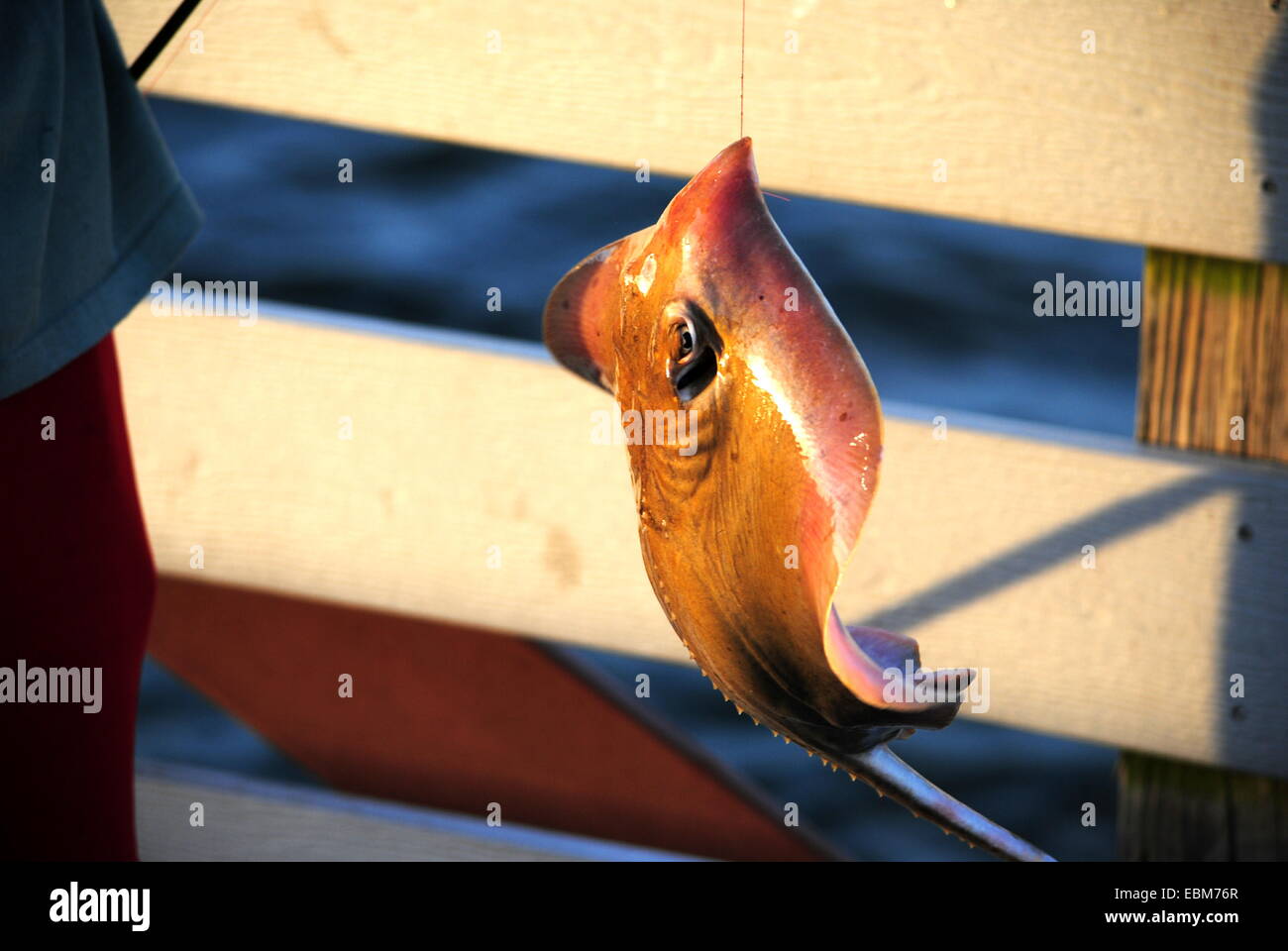 Small Southern Stingray,Dasyatis Americana,caught at the Ballast Point fishing pier,Tampa Bay, Florida U.S.A. Stock Photo