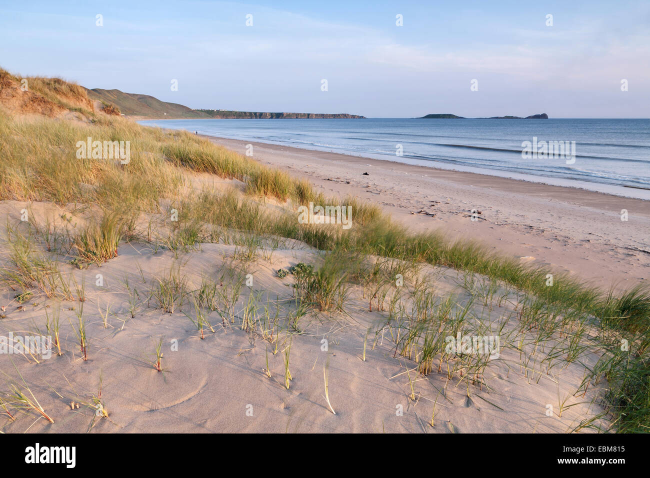 Marram Grass, Ammophila, growing in the sand dunes on Rhossili Beach, Wales Stock Photo