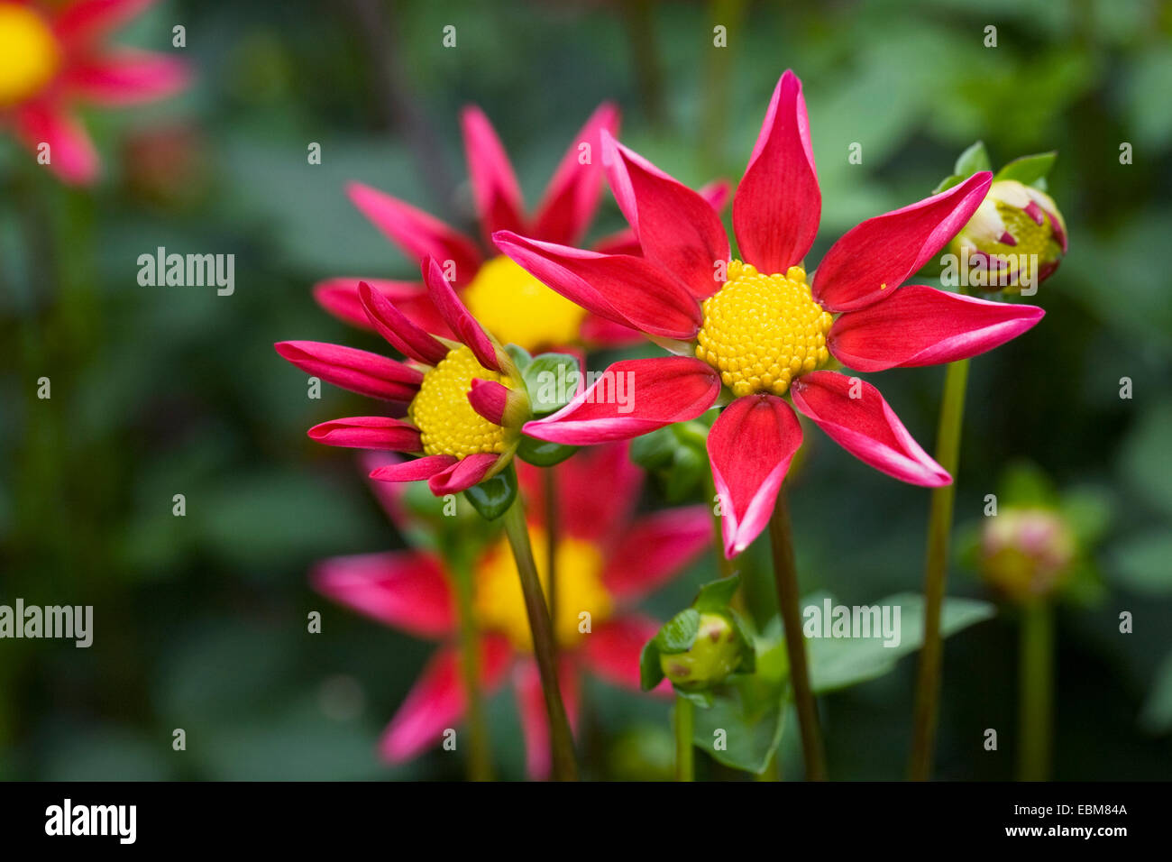 Dahlia 'Starry Eyes -red' in an herbaceous border. Stock Photo