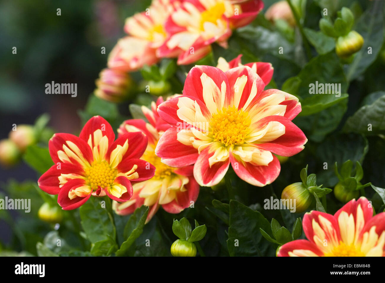 Dahlia 'Starsister Red-yellow' flowers. Stock Photo