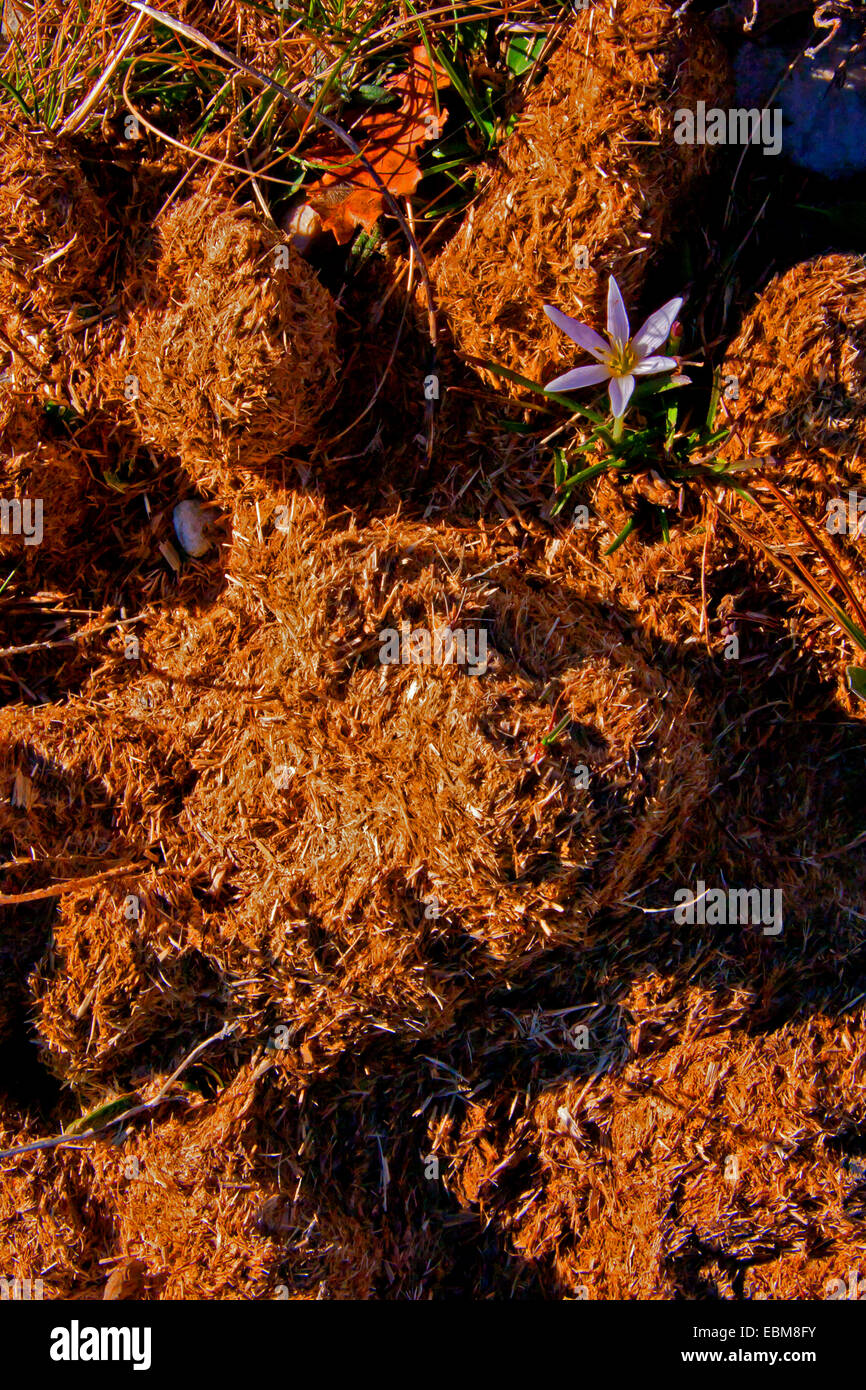 Flower Growing In Horse Manure Stock Photo Alamy