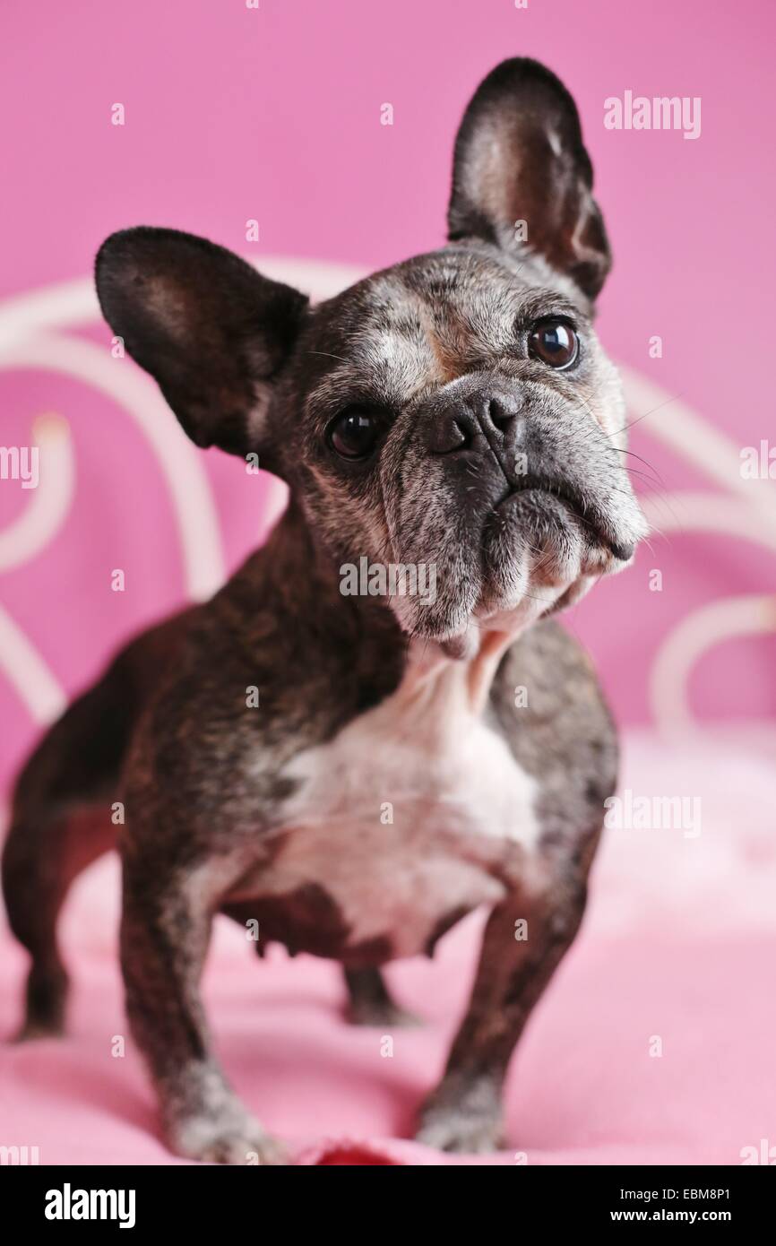 A close up of the face of an old French bulldog. Stock Photo