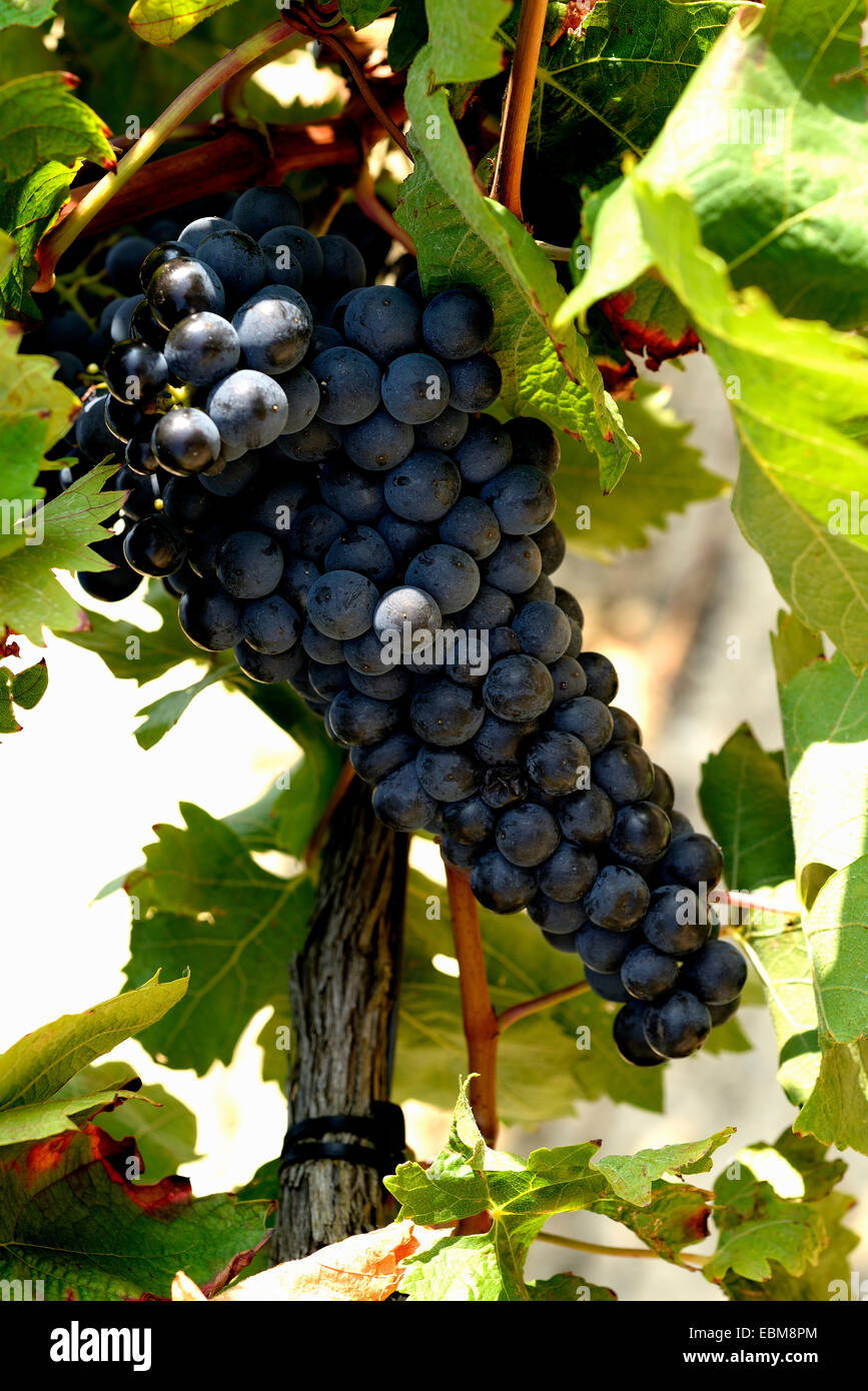Ripe grapes on the Vine, La Rioja Álavesa, Álava, Basque Country, Spain, Europe Stock Photo