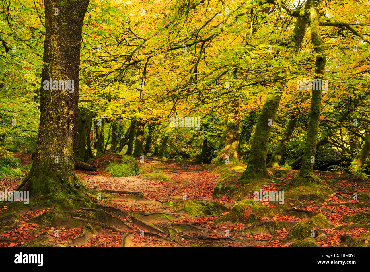 ABAKUHAUS Arazzo Bosco Incantato 230x140 Cm - Tappeto Parete Foresta Per Camera E Soggiorno - Foto 6