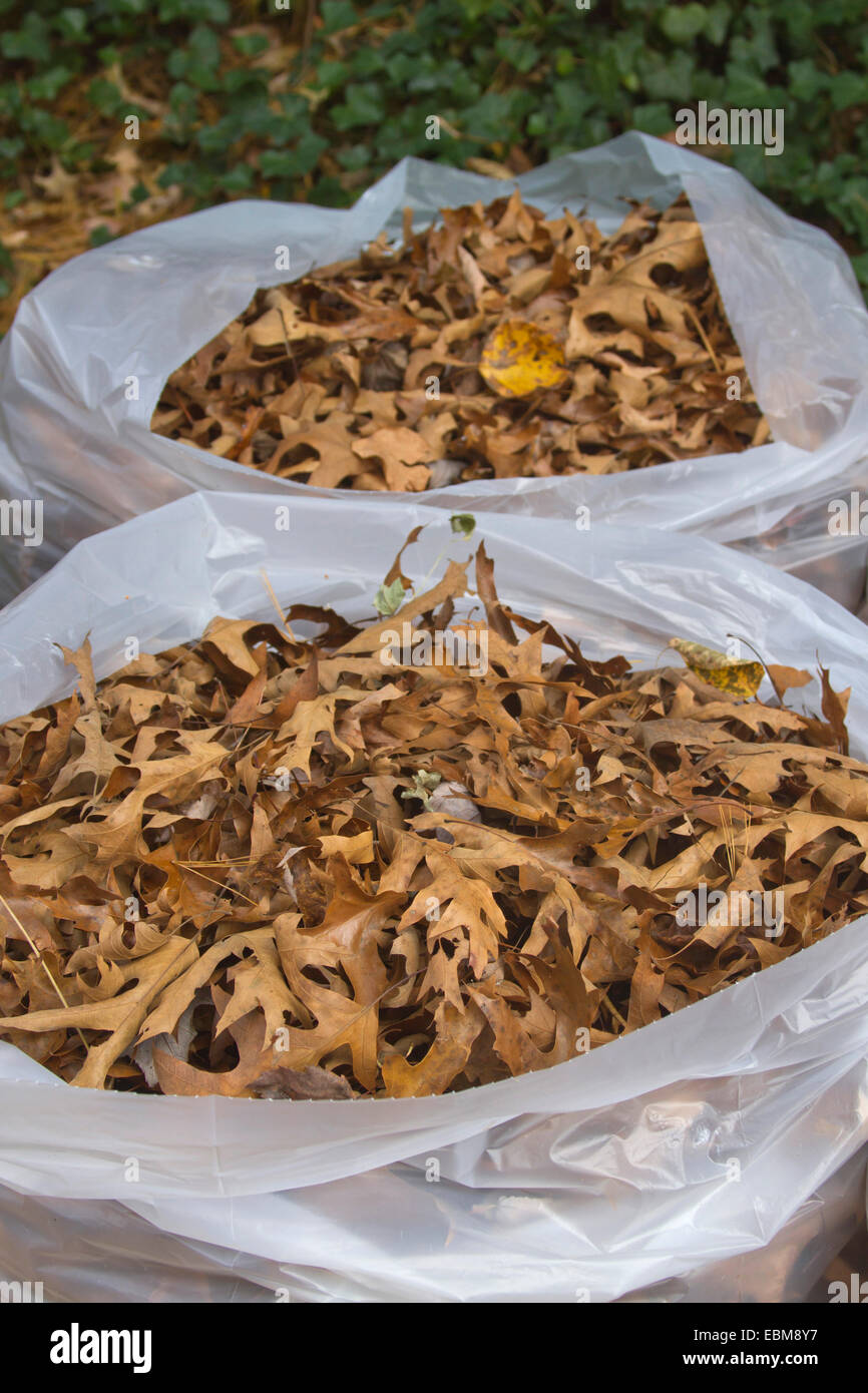 A group of clear plastic trash bags filled with autumn oak leaves Stock Photo