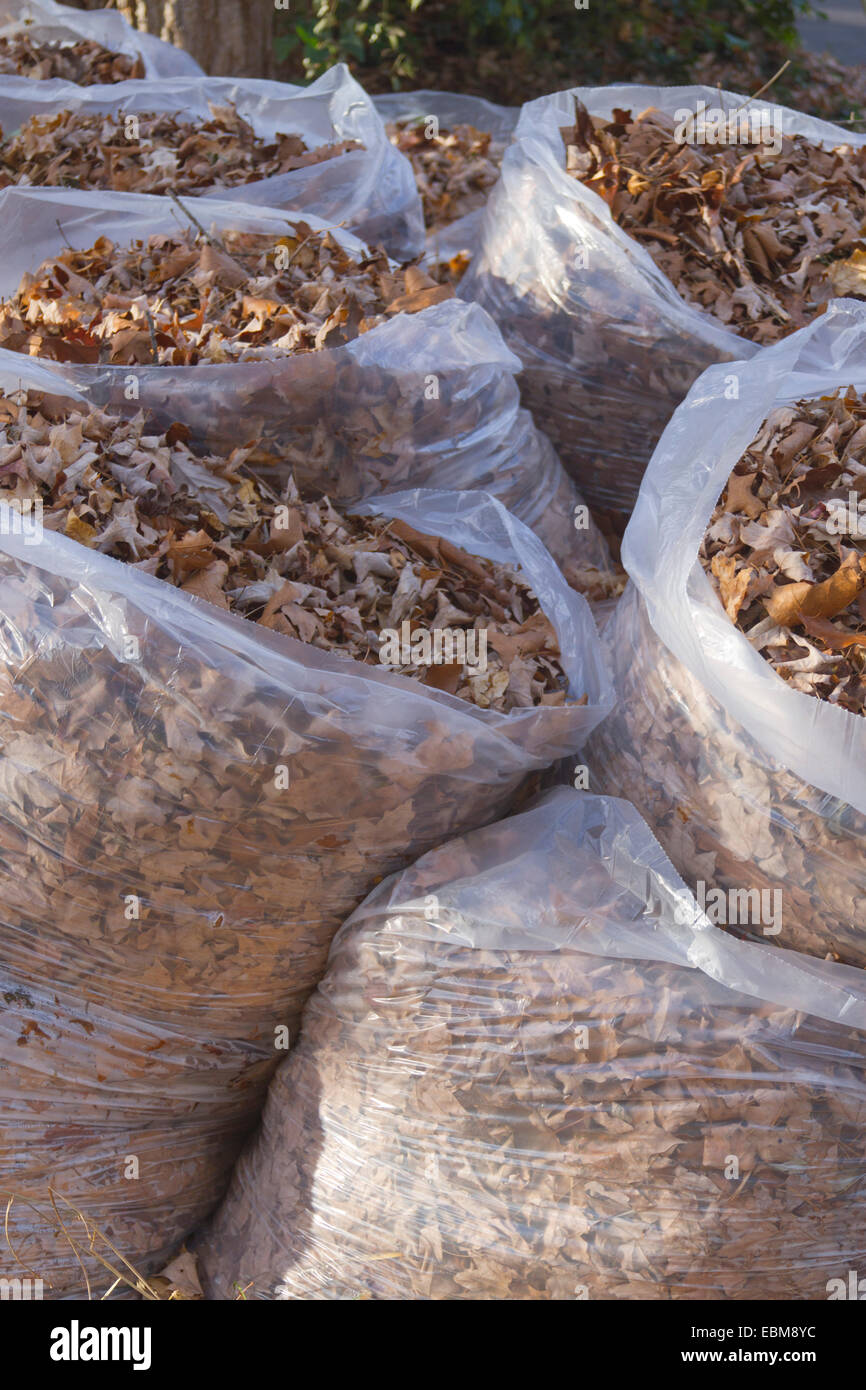 Large, clear trash bags full of fallen oak leaves in autumn, ready