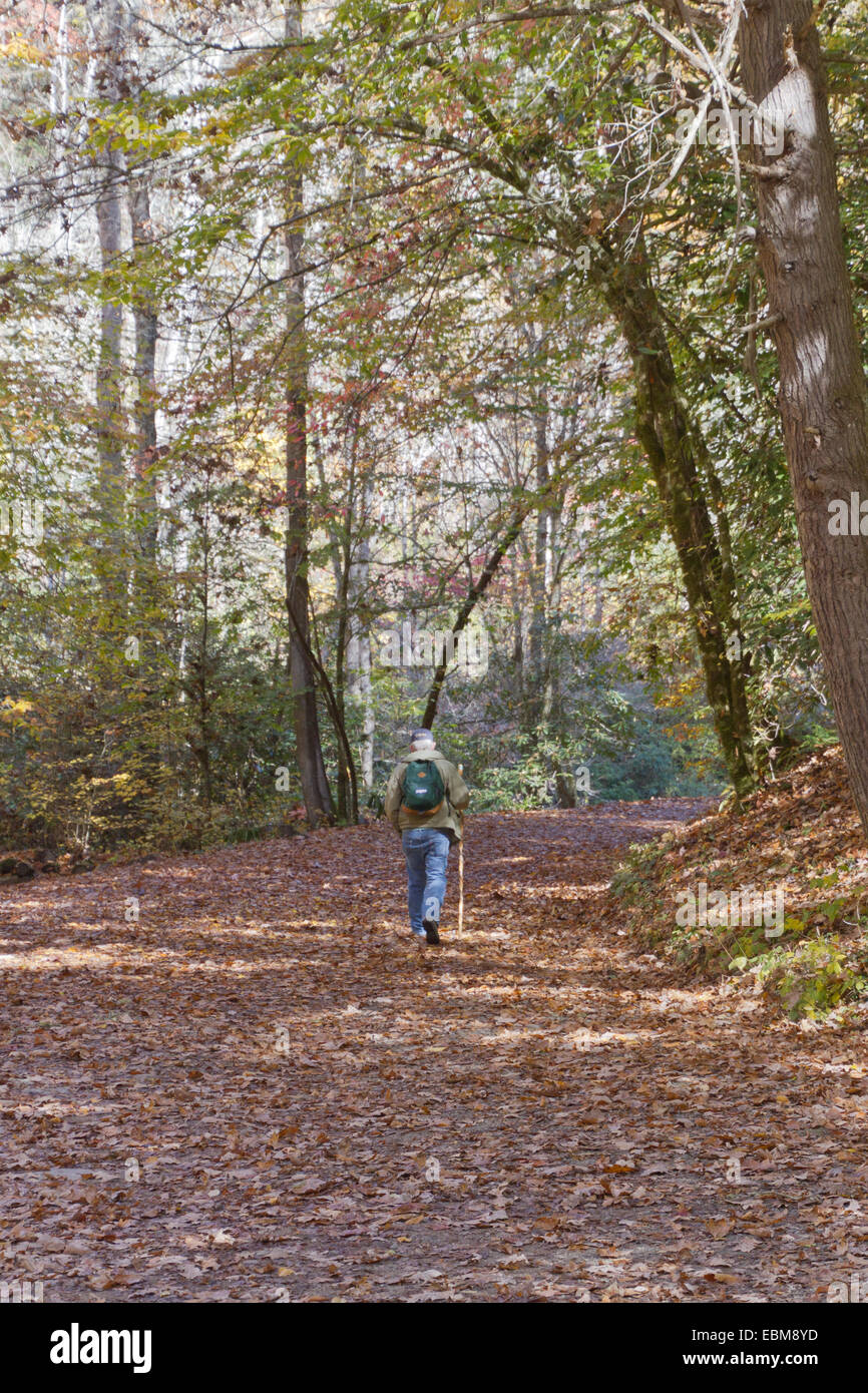 Bryson City, North Carlina, USA - October 30, 2014: An older man hikes alone through a beautiful autumn woodland along Deep Cree Stock Photo