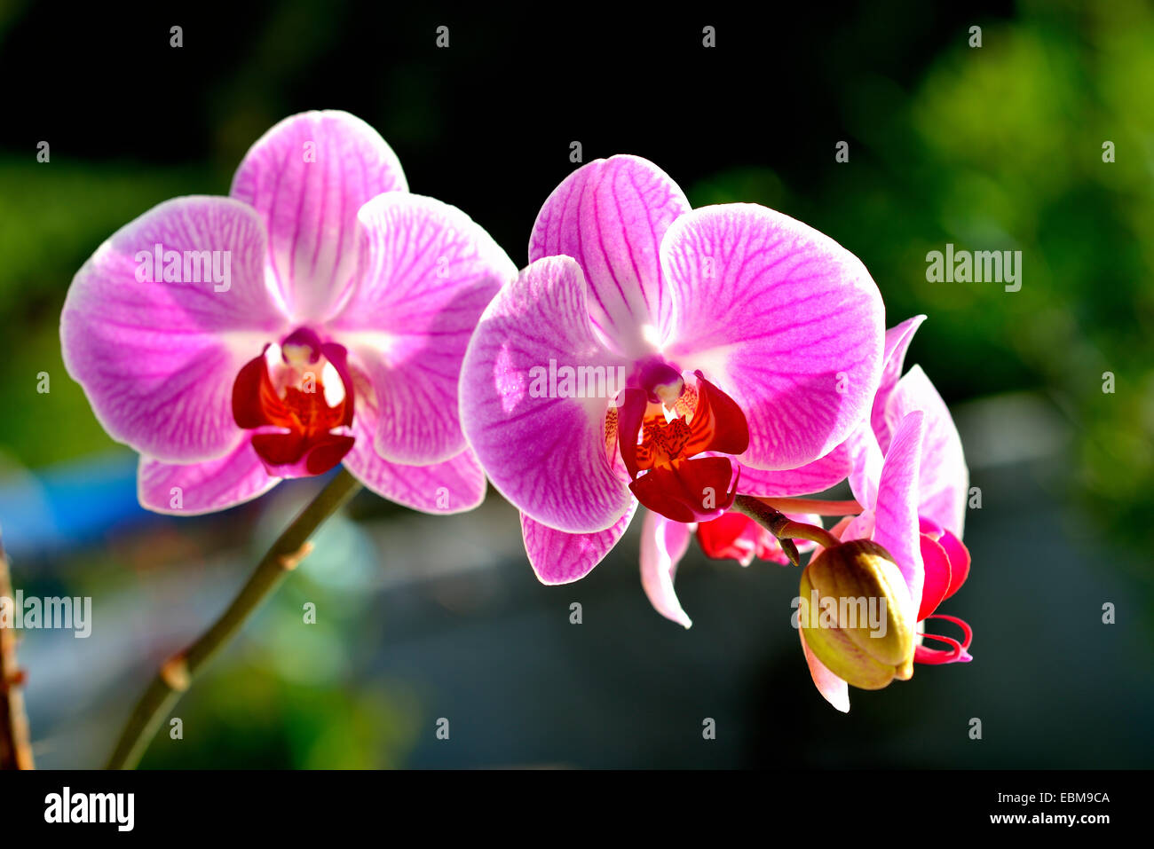Orchids up close hi-res stock photography and images - Alamy