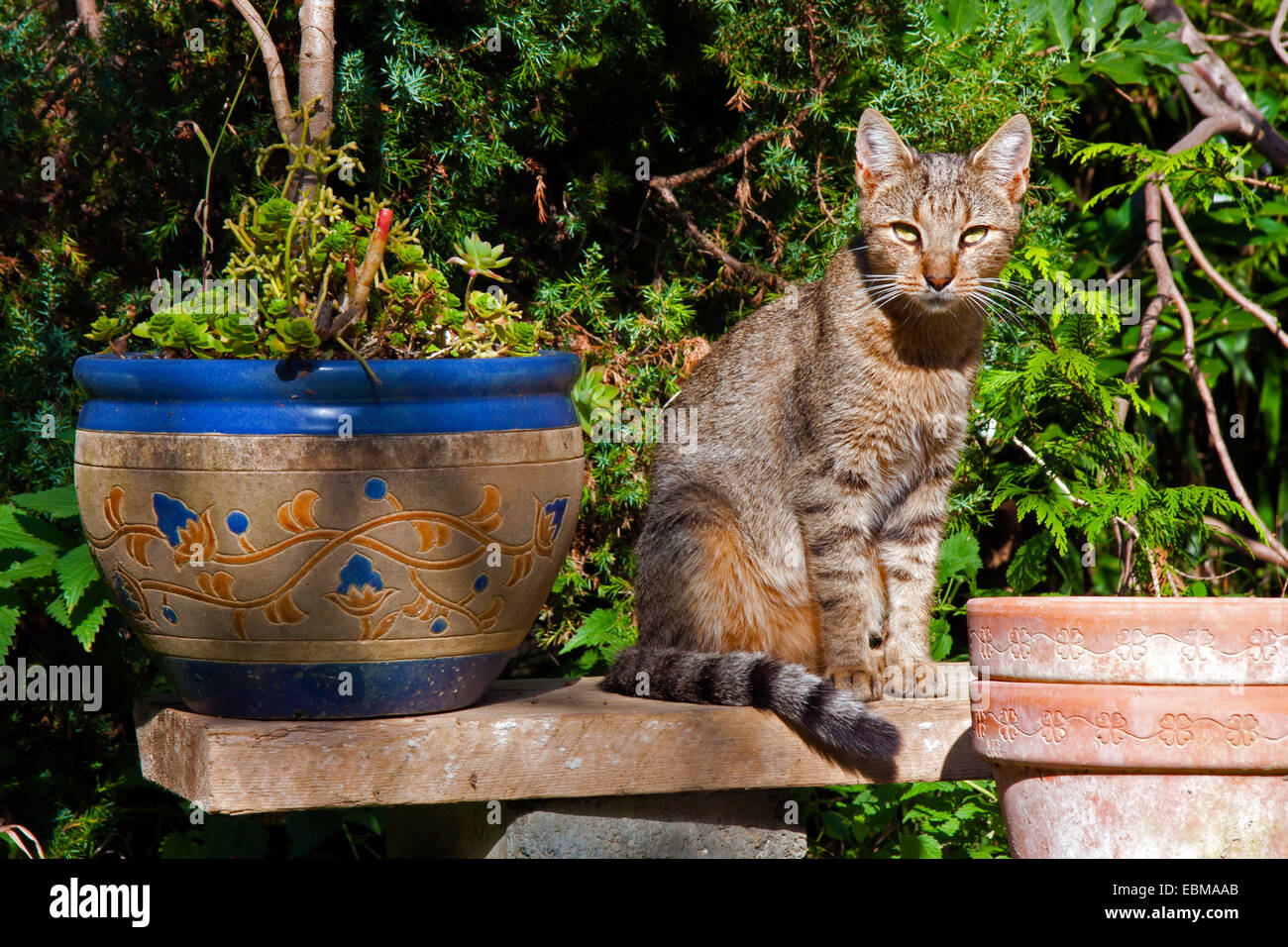 Cat in the garden sunbathing by the flower pot Stock Photo