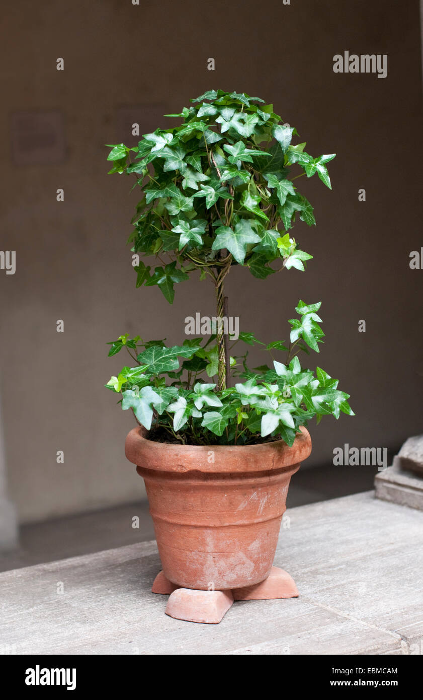 TOPIARY IN A POT WITH RISERS WHICH AID IN DRAINAGE AND AIR CIRCULATION Stock Photo