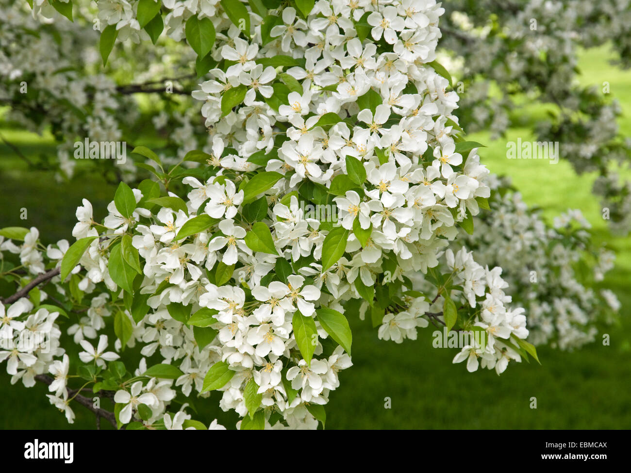 REDBUD CRABAPPLE MALUS X ZUMI VAR. CALOCARPA Stock Photo Alamy