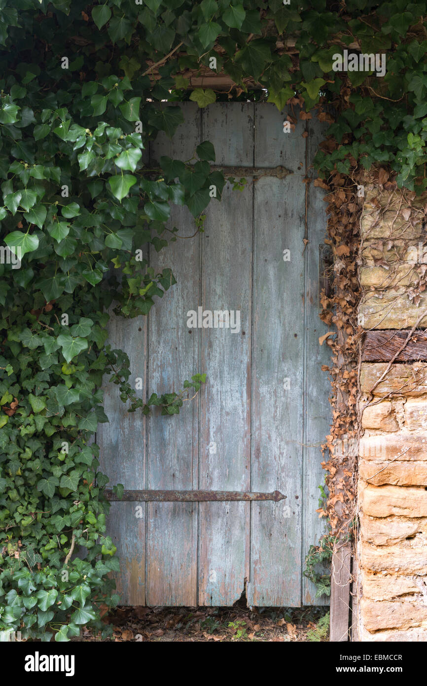 An old wooden door in a Cotswold stone wall is partially covered in Ivy, Hedra Helix. Stock Photo