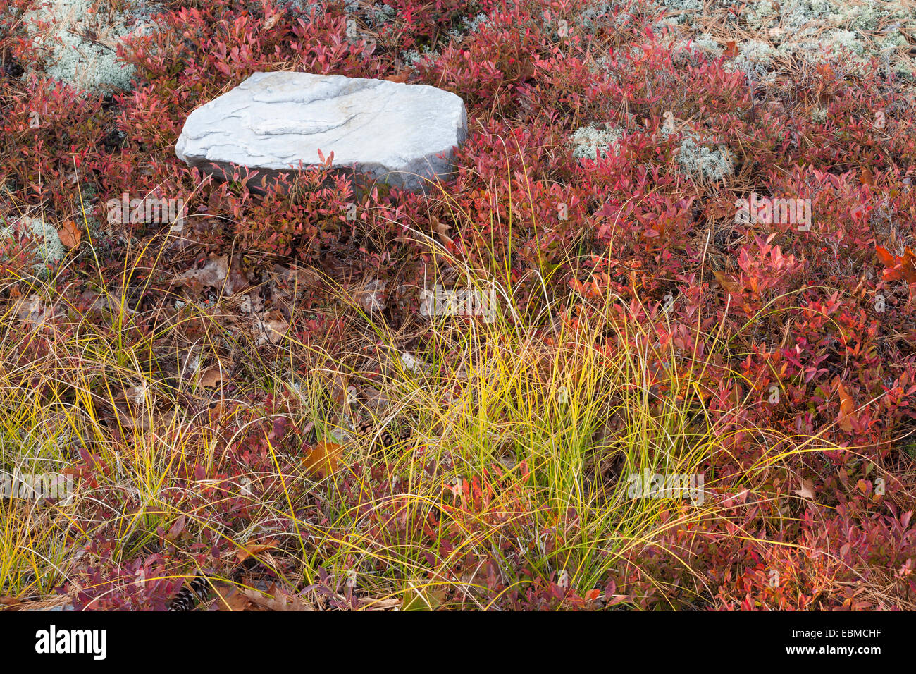 An abstract photo of grasses, red foliage and a white quartzite rock in
