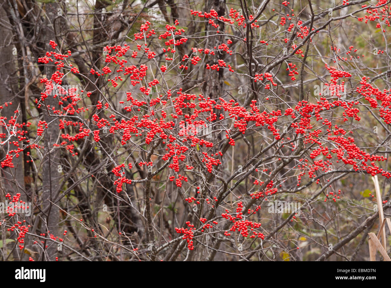 Small Red Berries Hang From An Otherwise Bare Tree In Late Autumn