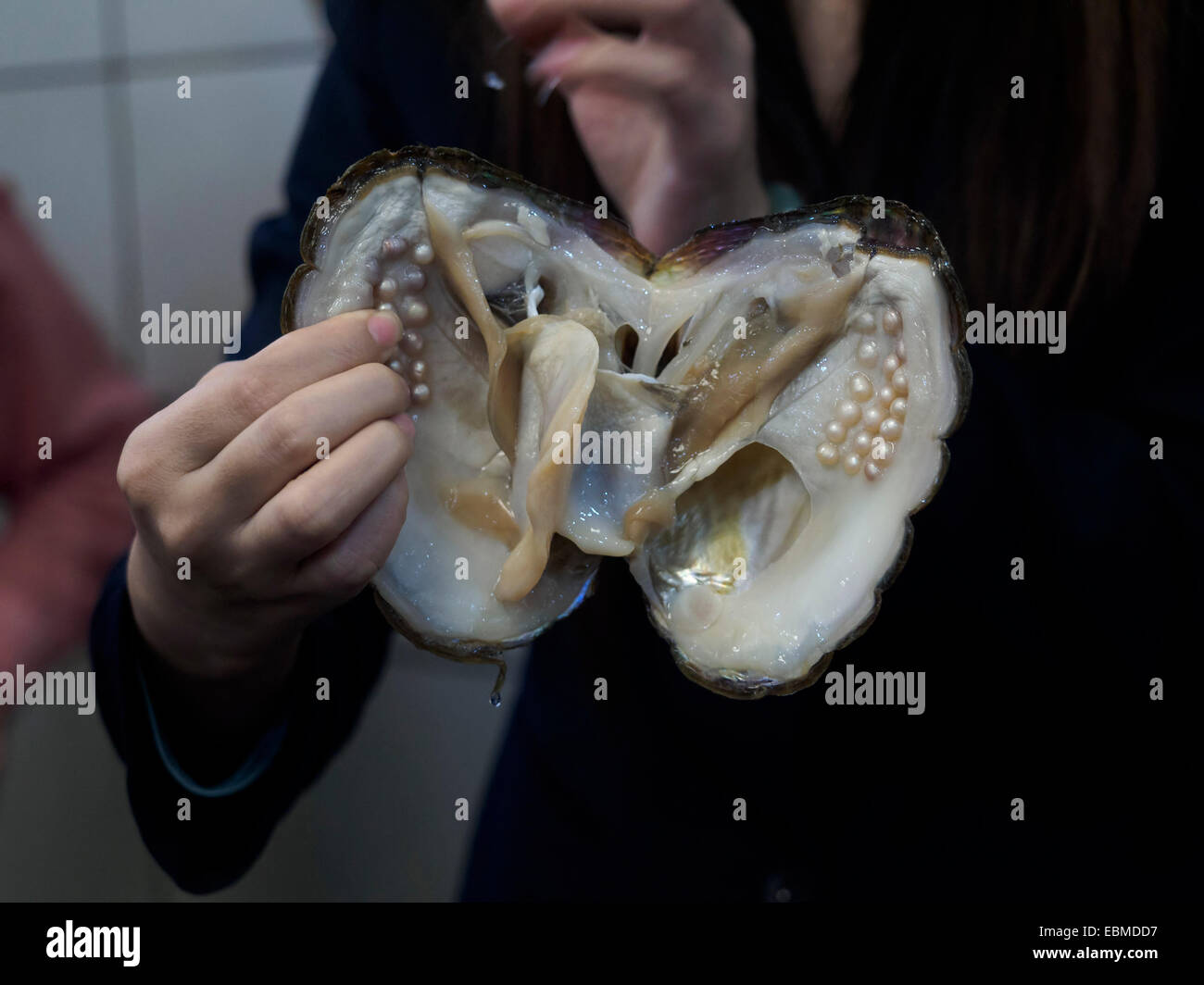 Woman holding an oyster full of pearls from a freshwater pearl farm Stock Photo