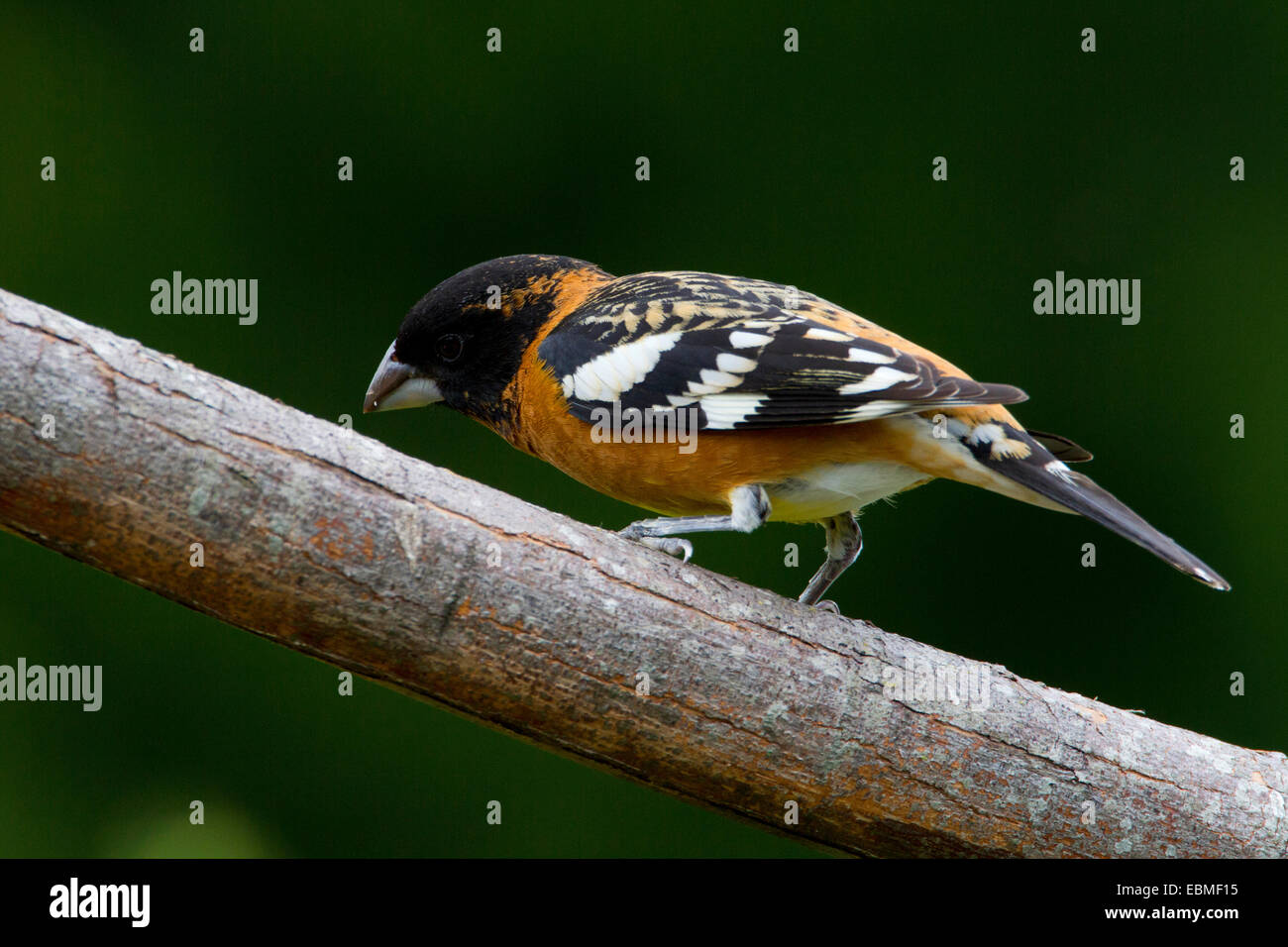 Blackheaded Grosbeak (Pheucticus melanocephalus) male perched on a