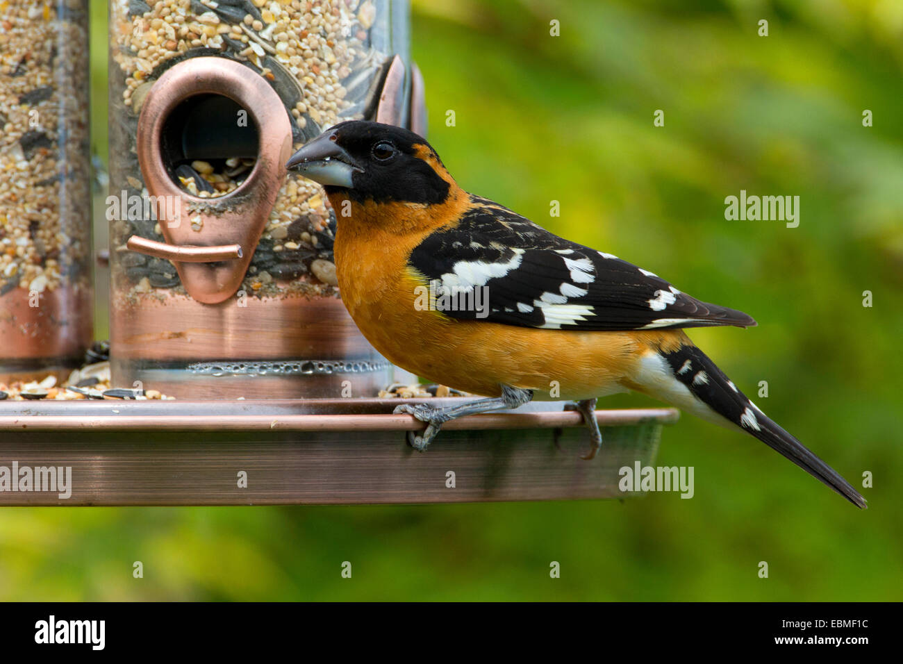 Blackheaded Grosbeak (Pheucticus melanocephalus) male perched on a