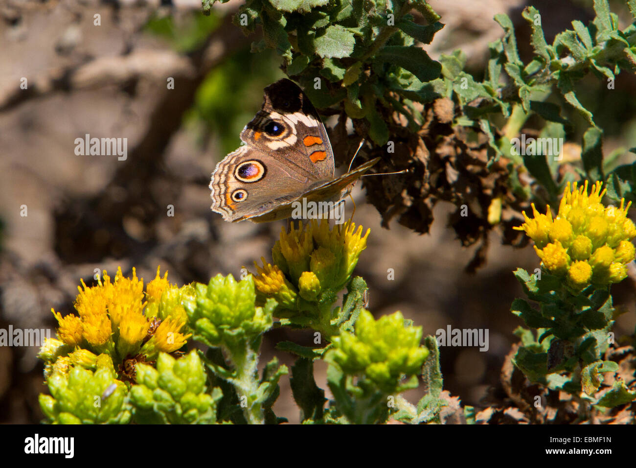 Common Buckeye Butterfly (Junonia coenia) feeding on a yellow flower near beach at San Simeon, California, USA in July Stock Photo