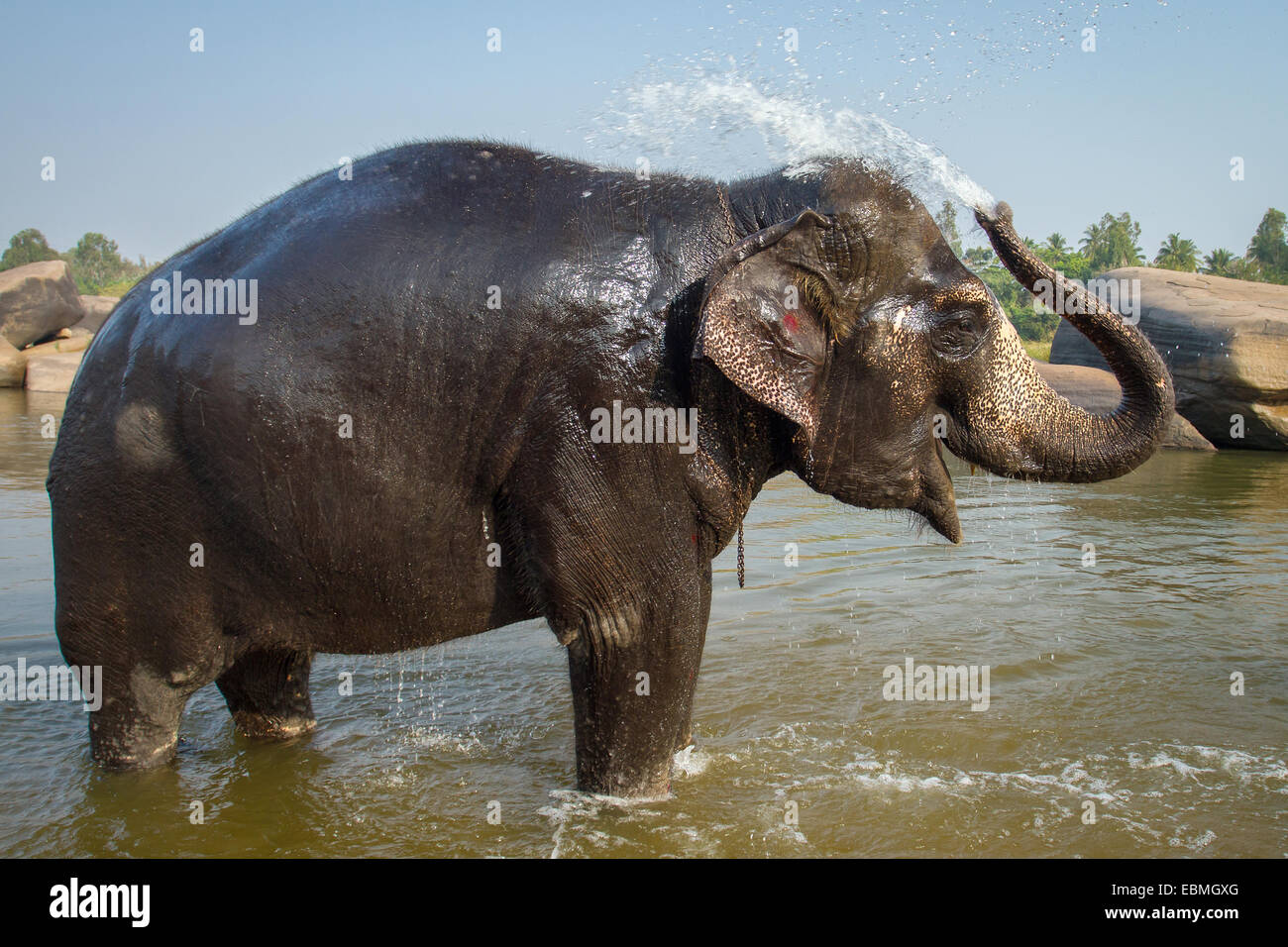 96847 Postcard Temple Elephant bath Lakshmi India unposted 