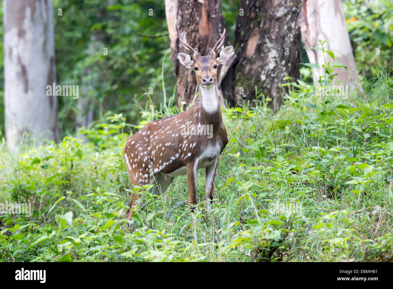 Spotted deer or axis deer Stock Photo Alamy