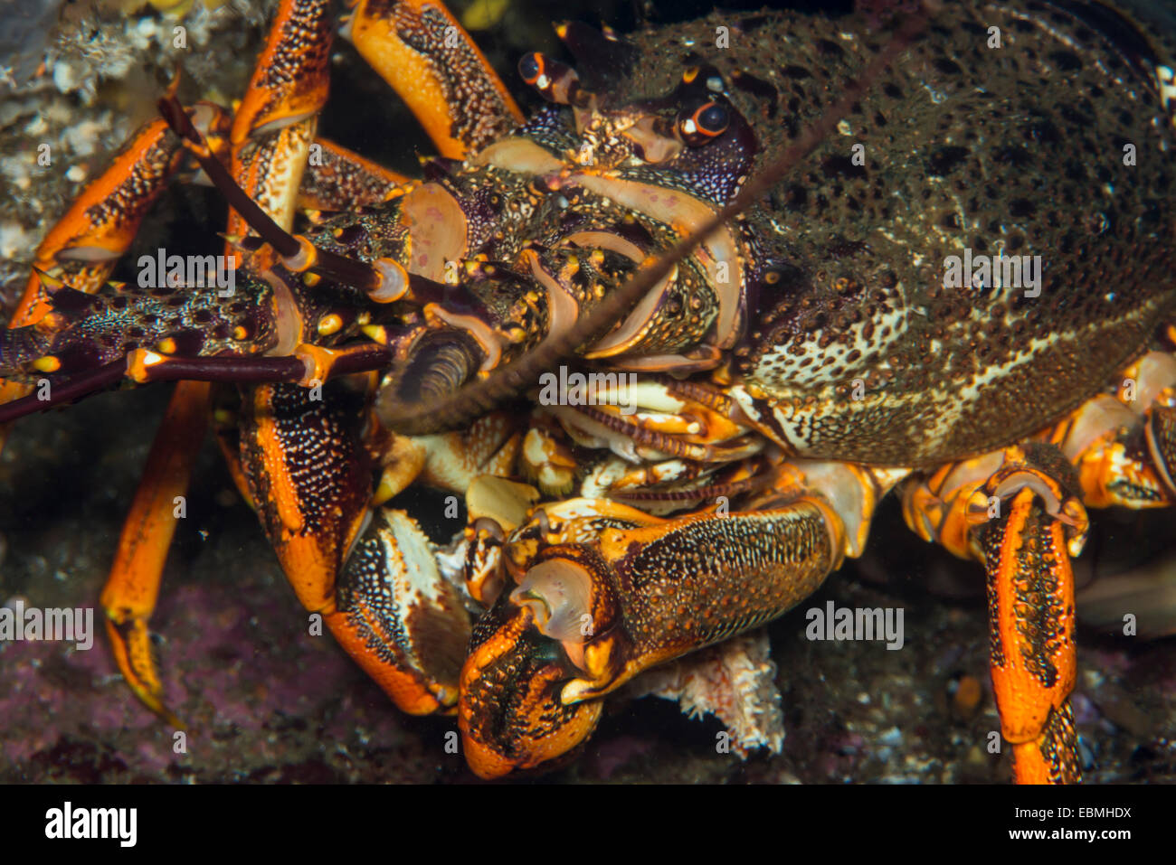 Crayfish, fiordland, NZ Stock Photo