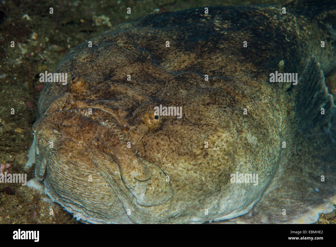 Sad unhappy cute blob fish character under water sea bottom