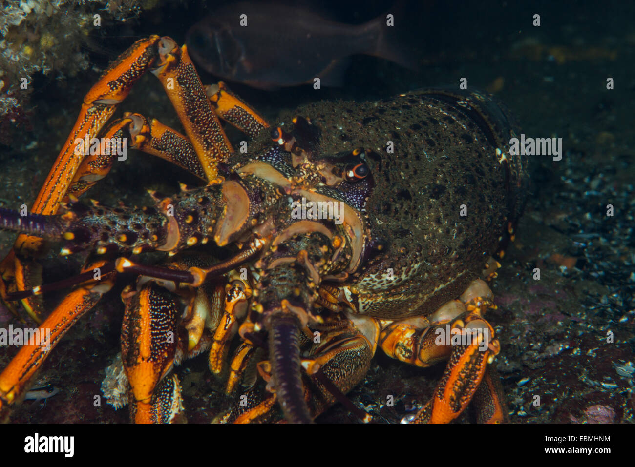Crayfish, fiordland, NZ Stock Photo