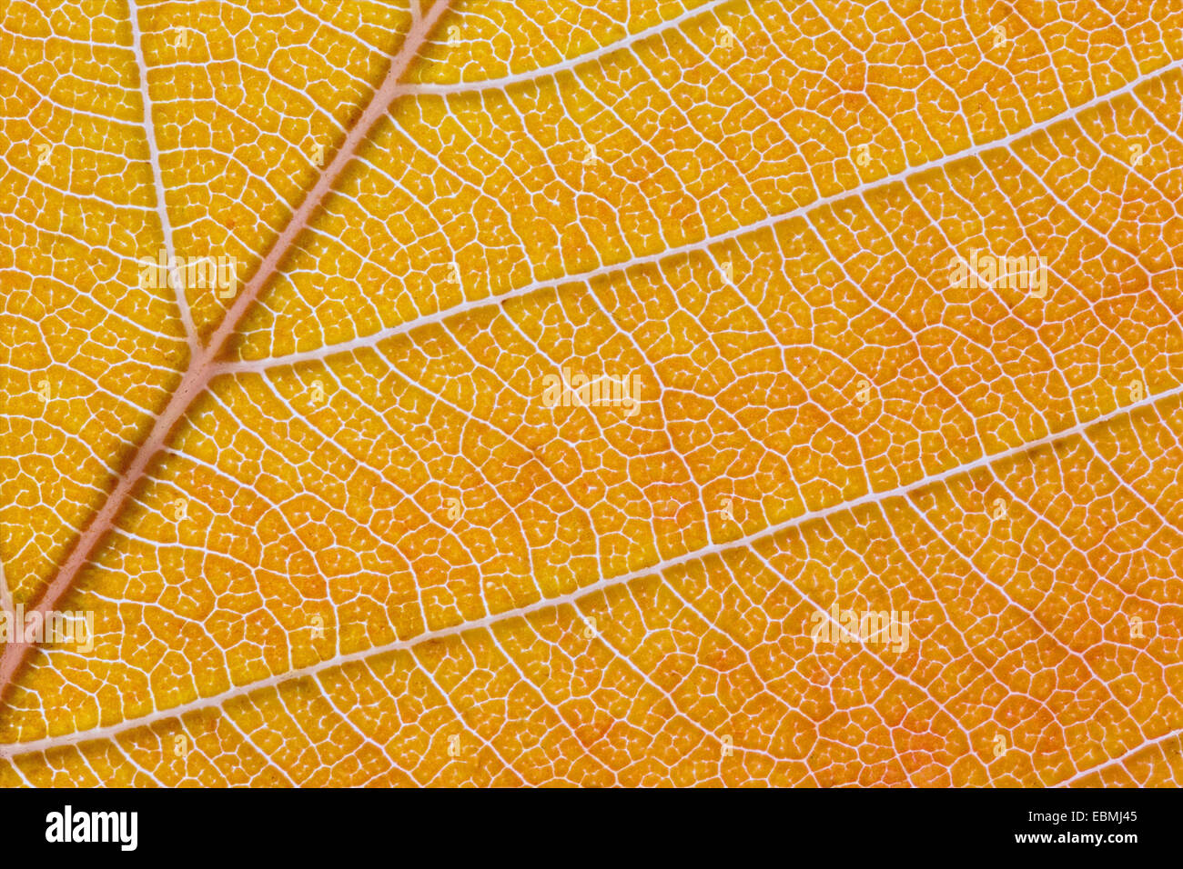 Tree veins hi-res stock photography and images - Alamy