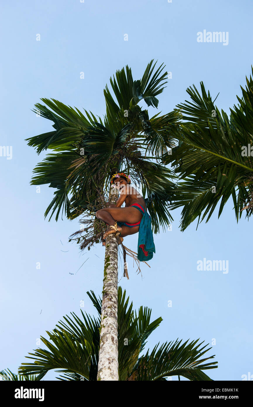 Man climbing up a palm tree, Yap Island, Caroline Islands, Micronesia Stock Photo