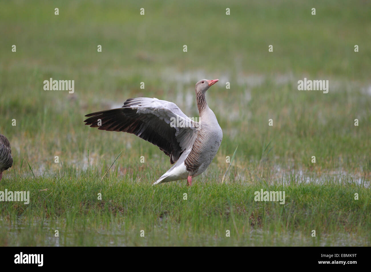 Greylag Goose (Anser anser) flapping its wings, Hölle, Illmitz, Burgenland, Austria Stock Photo