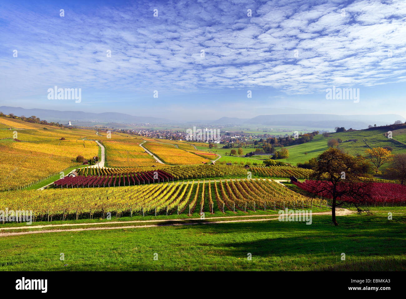 Vineyards in autumn with views of the Klettgau, cirrocumulus clouds in the sky, Oberhallau, Hallau, Klettgau Stock Photo