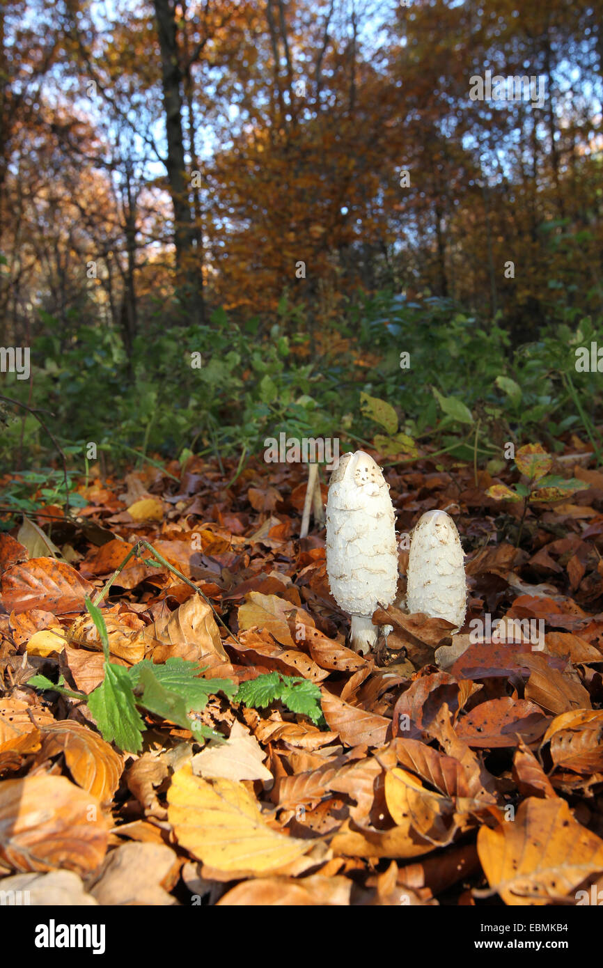 Shaggy Ink Caps (Coprimus comatus) in autumnally coloured forest, Allgäu, Bavaria, Germany Stock Photo