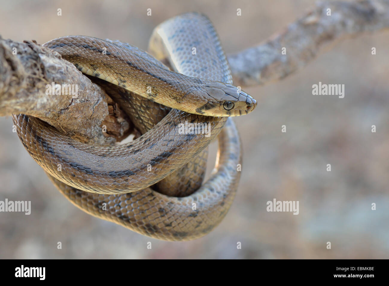 Ladder snake (Rhinechis scalaris), wrapped around tree branch, Iberian Peninsula, Algarve, Portugal, Europe Stock Photo