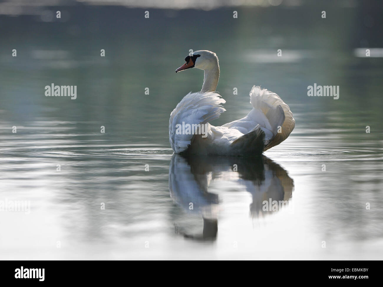 Mute Swan (Cygnus olor) swimming on a pond, Herbsleben, Thuringia, Germany Stock Photo