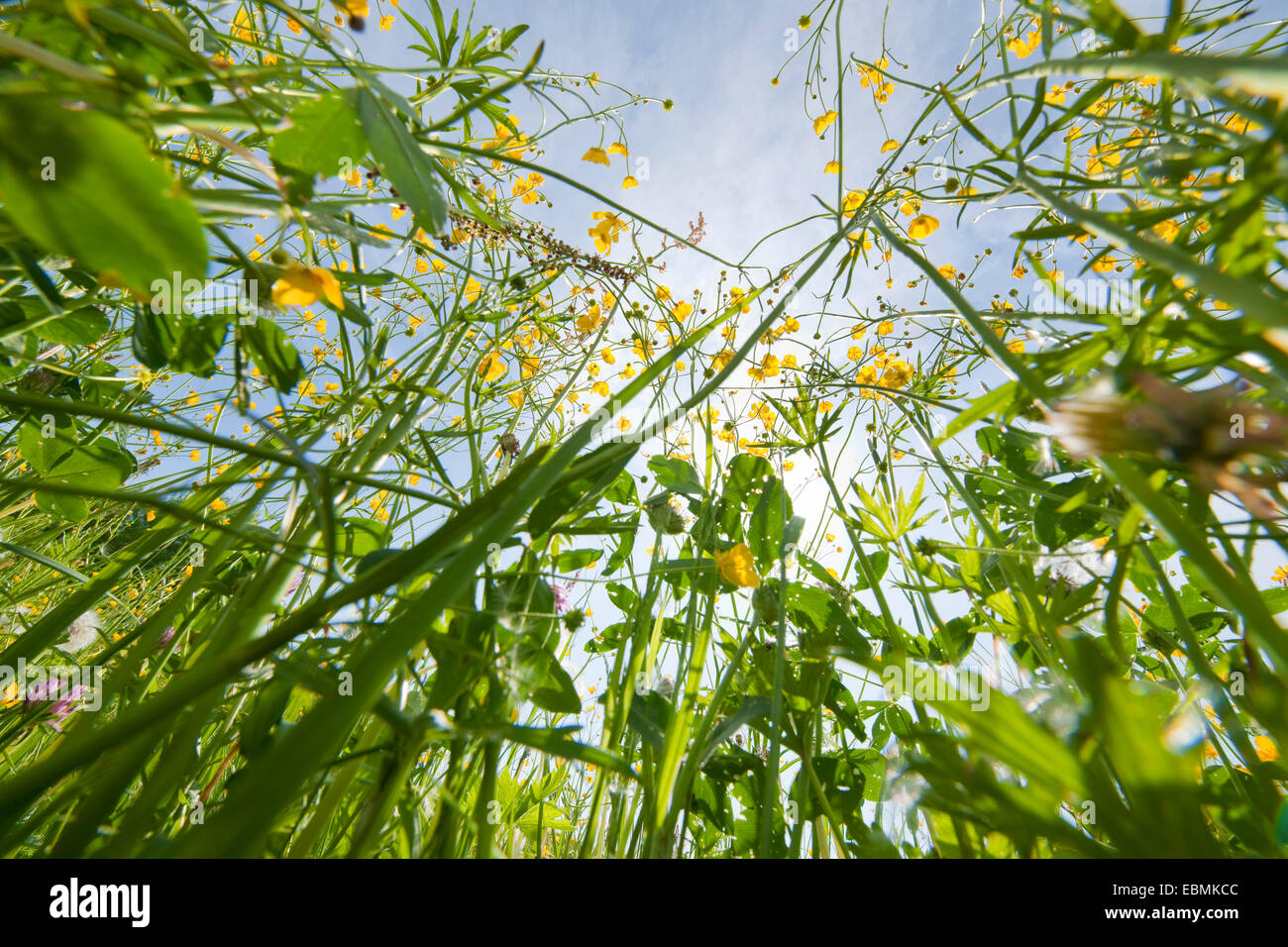 Meadow Buttercup, Tall Buttercup or Giant Buttercup (Ranunculus acris), in flower, worm's eye view, Thuringia, Germany Stock Photo