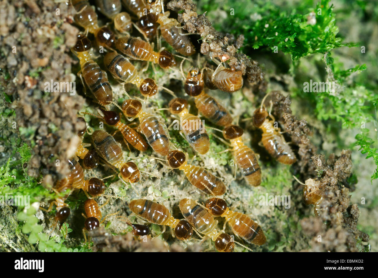 Nasutitermes termites with nose-like appendages on the head for spraying a sticky liquid for defense, termites (Termitidae) Stock Photo