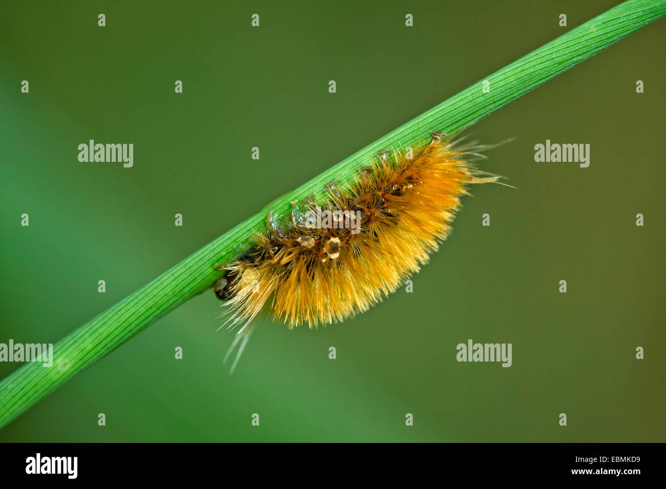 Hairy caterpillar of a moth (Erebidae), Tambopata Nature Reserve, Madre