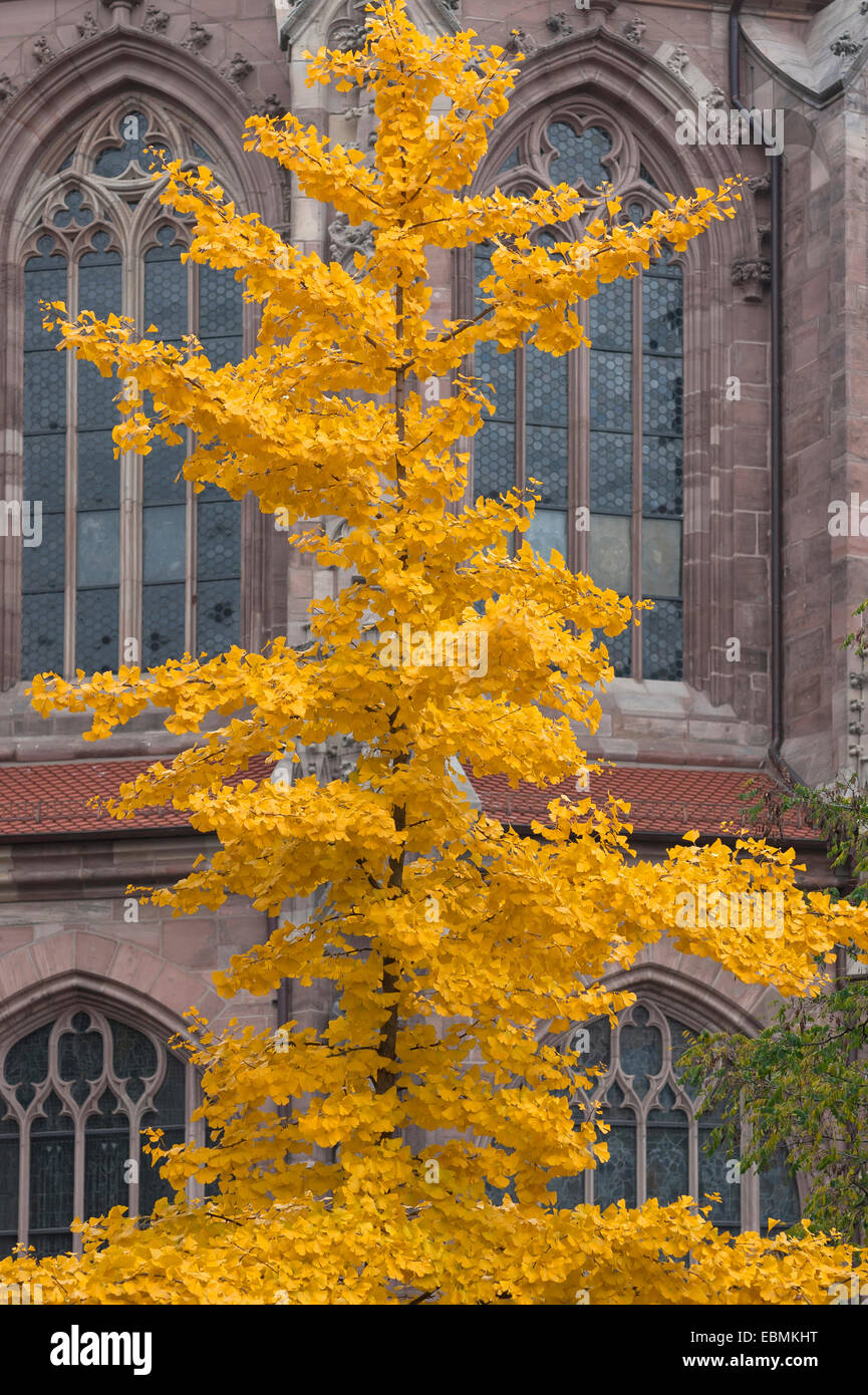 Golden yellow autumn color from the Ginkgo tree (Ginkgo biloba), behind Church of St. Lorenz , Nuremberg, Middle Franconia Stock Photo