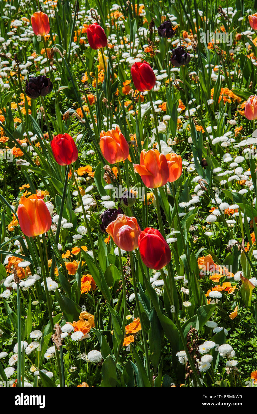 Flower bed with spring flowers hi-res stock photography and images - Alamy
