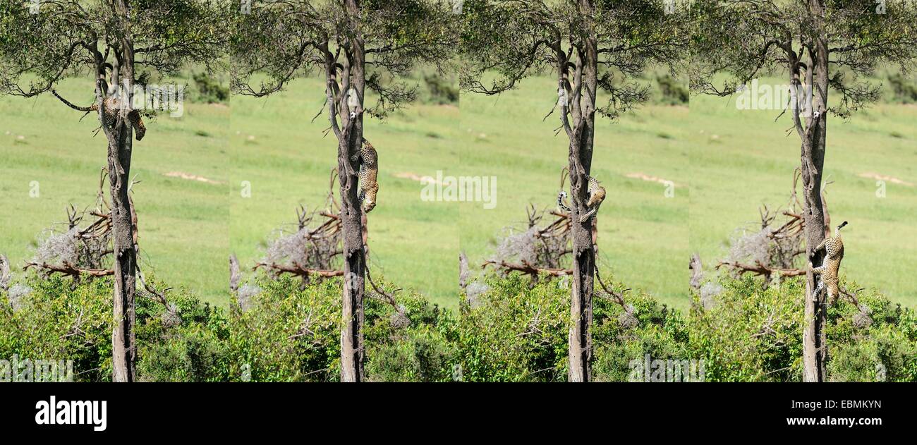 Sequence, Leopard (Panthera pardus) climbing down a tree, Massai Mara, Serengeti, Rift Valley province, Kenya Stock Photo