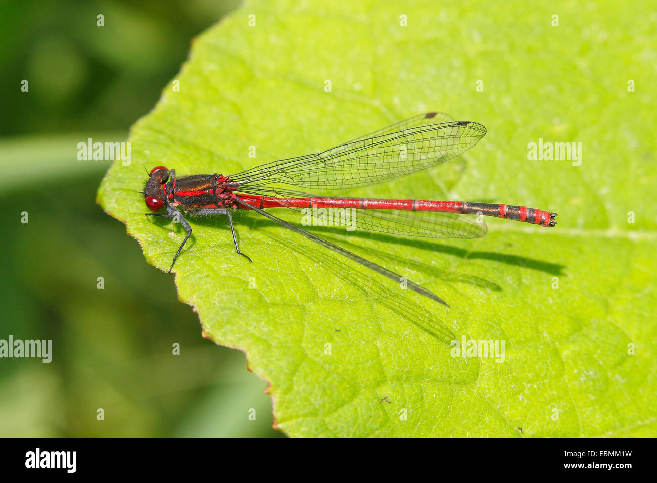 Large Red Damselfly (Pyrrhosoma nymphula), male resting on a leaf ...