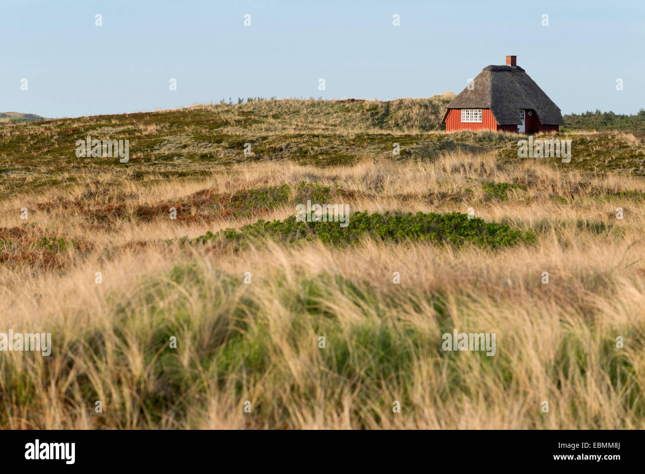 Thatched cottage surrounded by beachgrass, Ringköbing Fjord, Nymindegab, Jutland, Denmark Stock Photo