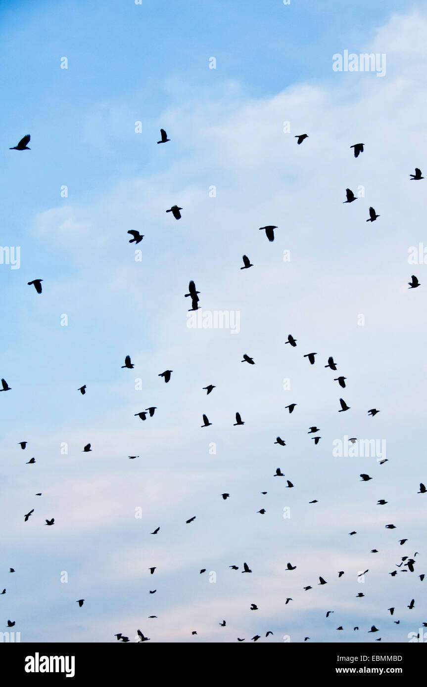 flock of crows Stock Photo Alamy