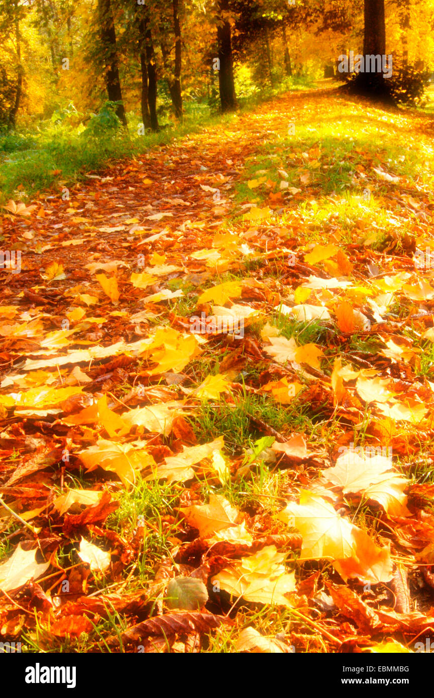 path in a forest covered with fallen leaves Stock Photo