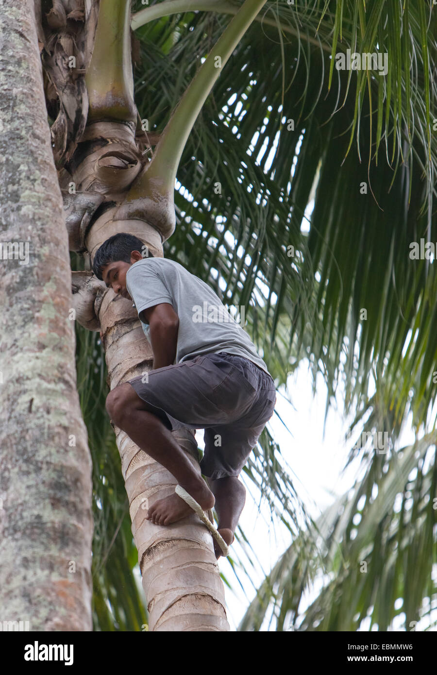 A man climbing a palm tree using traditional method of a rope loop