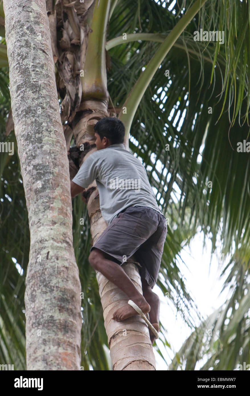 Shimmy up tree hi-res stock photography and images - Alamy